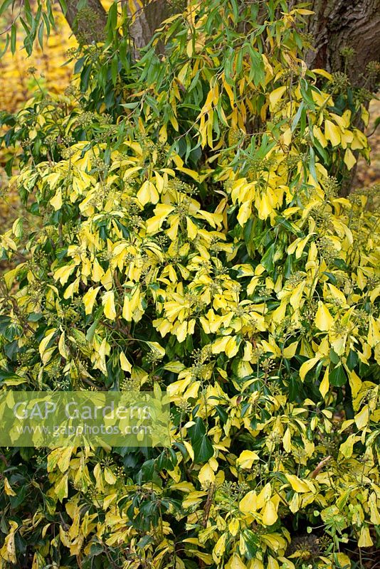 Hedera hibernica 'Digitata Crûg Gold'. 