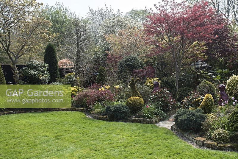 View of the garden with lawn and curved borders with Acer palmatum 'Osakazuki', topiary animals in golden yew Taxus baccata 'Semperaurea' and Juniperus squamata 'Blue Star'.