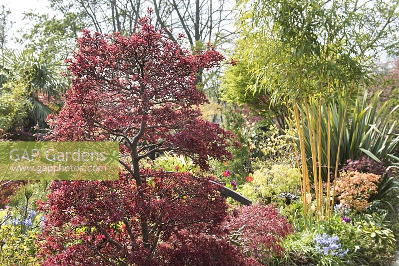 View of the flower border with Phormium Tenax, Acer palmatum 'Shaina', Golden bamboo  Phyllostachys vivax 'Aureocaulis'. Acer palmatum 'Orange Dream' and bluebells - Hyacinthoides non-scripta