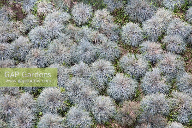 Festuca glauca 'Elijah Blue' - Mass planting seen from above - March, Portugal
