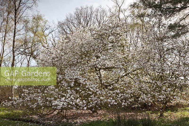 Magnolia kobus var. borealis - April, Jodrell Bank Arboretum, Cheshire