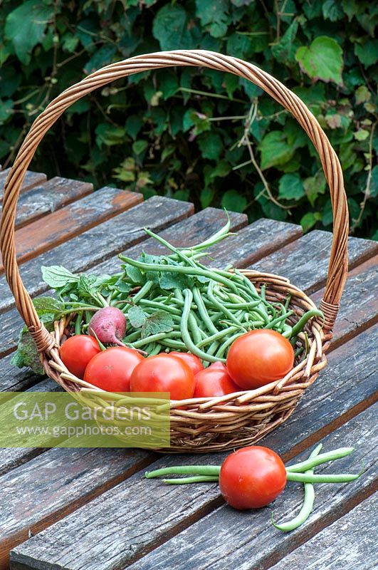 Harvest of green beans 'Allegria' and tomatoes  in a kitchen garden