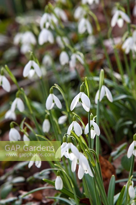 Galanthus x Valentinei