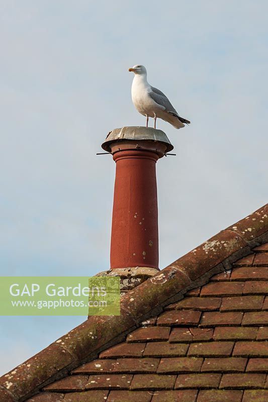 Herring gull on Driftwood garden chimney pot
