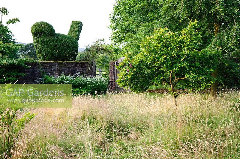 Hawthorn topiary bird appears to sit on the boundary wall. Felley Priory, Underwood, Notts, UK