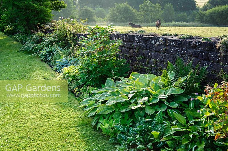 Long border beside boundary wall is full of hostas, ferns and pulmonarias. Felley Priory, Underwood, Notts, UK