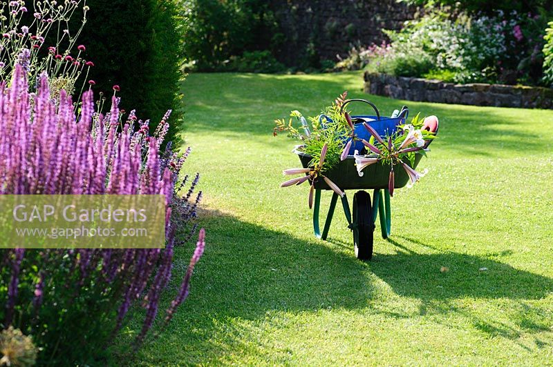 Wheelbarrow with potted lilies waiting to be dropped into the borders. Felley Priory, Underwood, Notts, UK