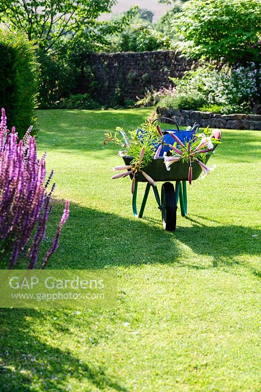 Wheelbarrow with potted lilies waiting to be dropped into the borders. Felley Priory, Underwood, Notts, UK