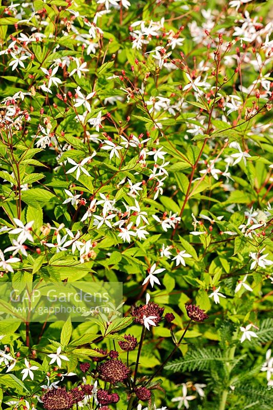 Gillenia trifoliata. Felley Priory, Underwood, Notts, UK