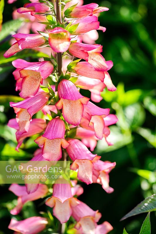 Digitalis 'Illumination Pink'. Felley Priory, Underwood, Notts, UK