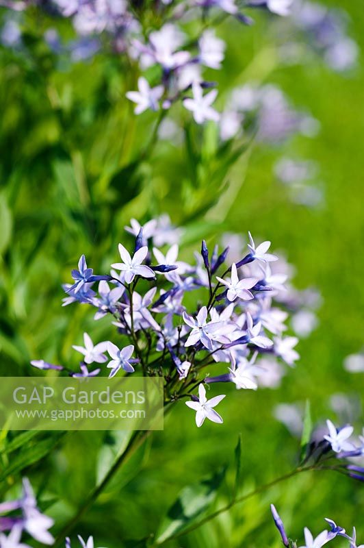 Amsonia orientalis. Felley Priory, Underwood, Notts, UK