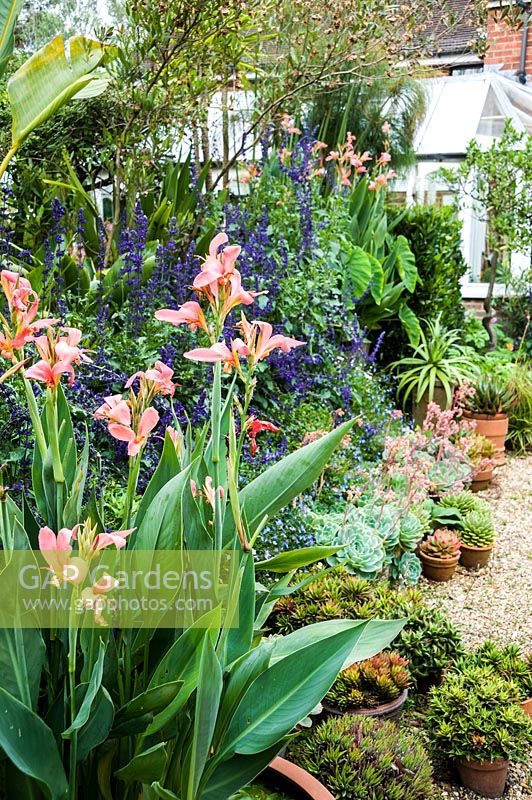 Water Canna 'Erebus' surrounded by pots of aloes and echeverias amongst lobelia, Salvia 'Mystic Spires Blue' and other tender and exotic looking shrubs.