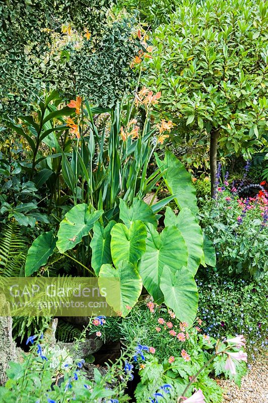 Heart shaped leaves of Colocasia esculenta planted in a half barrel with water Canna 'Taney', surrounded by bright annuals, a standard bay and Colletia paradoxa.