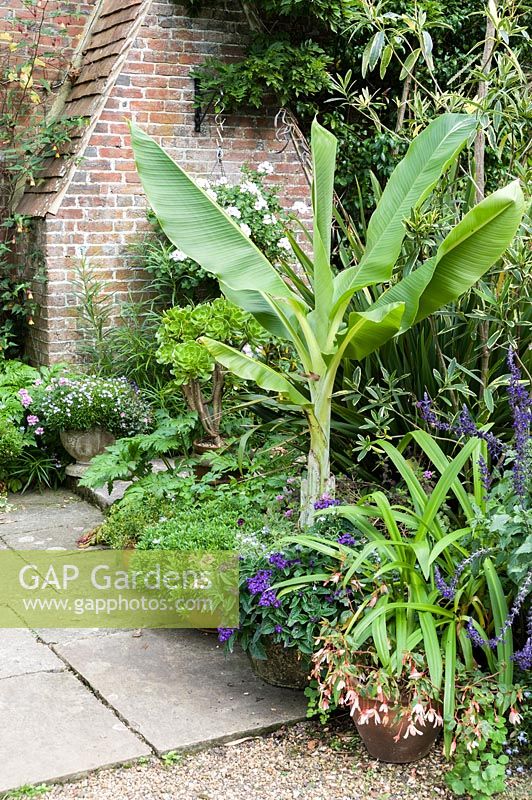 Pots clustering around banana Ensete glauca contain heliotrope, verbena, begonia, Salvia 'Mystic Spires' and aeoniums.