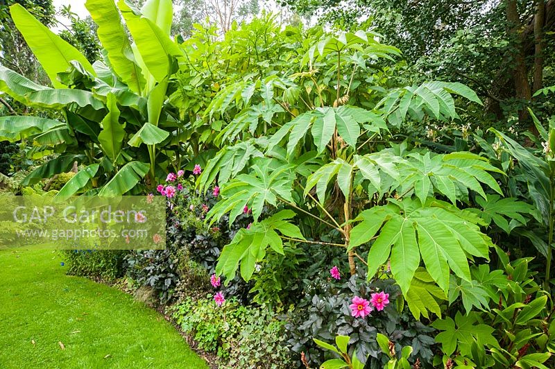 Tetrapanax papyrifer 'Rex' underplanted with dark leaved Dahlia 'Fascination' and Cautleya spicata.