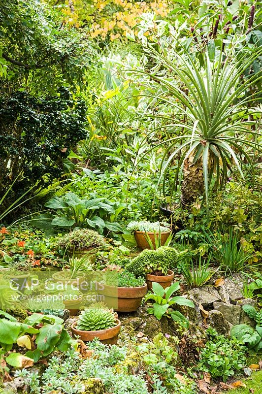 Terracotta pots full of small succulents placed on a raised border for the summer months surrounded by bold foliage plants.