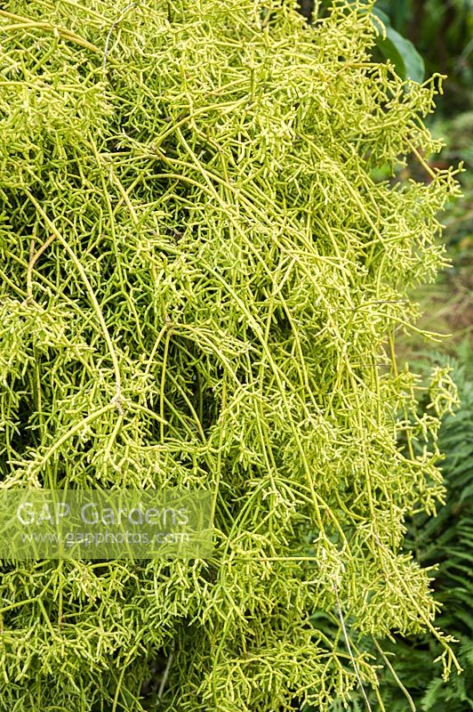 Hanging basket suspended from a tree full of Rhipsalis pulchra.