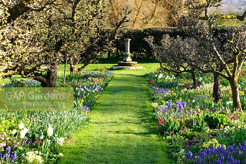 Kitchen garden with central avenue of old espaliered apple trees underplanted with an array of colourful spring bulbs at Hergest Croft Gardens, Kington, Herefordshire