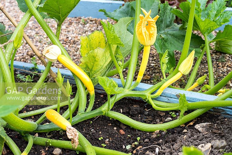 Courgettes, 'Louisa F1' scrambling type.