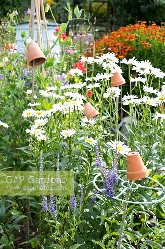 Informal country cottage garden with Shasta daisies - Leucanthemum, sweet pea wigwam, Heleniums and traditional Beehive.