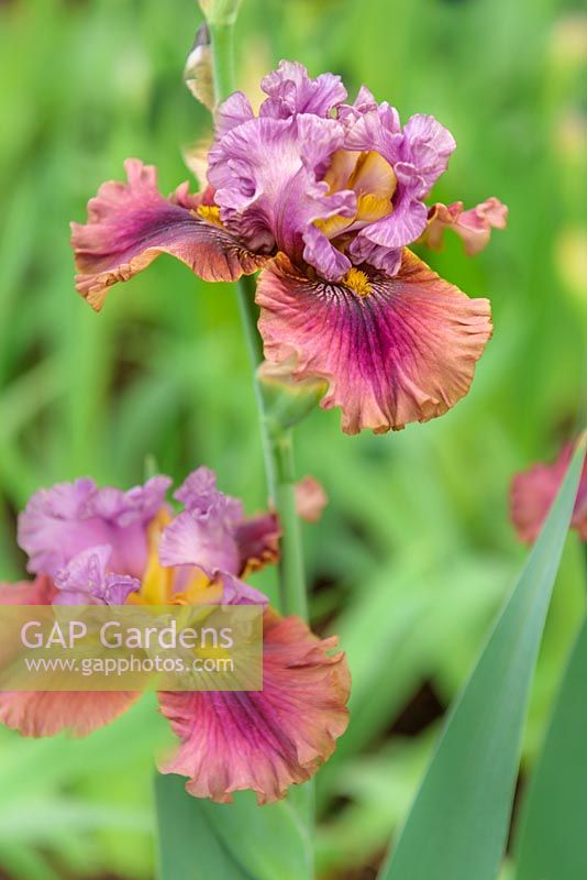 Iris 'Nelly Tardivier'.  Tall Bearded. Cayeux 2013. May