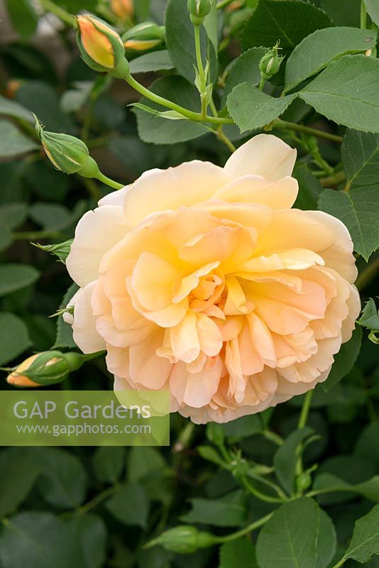 Rosa 'Dame Judi Dench' - English Musk Hybrid - David Austin Roses - New for 2017