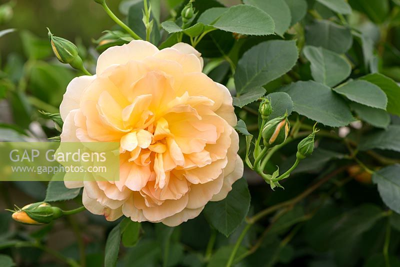 Rosa 'Dame Judi Dench' - English Musk Hybrid - David Austin Roses - New for 2017