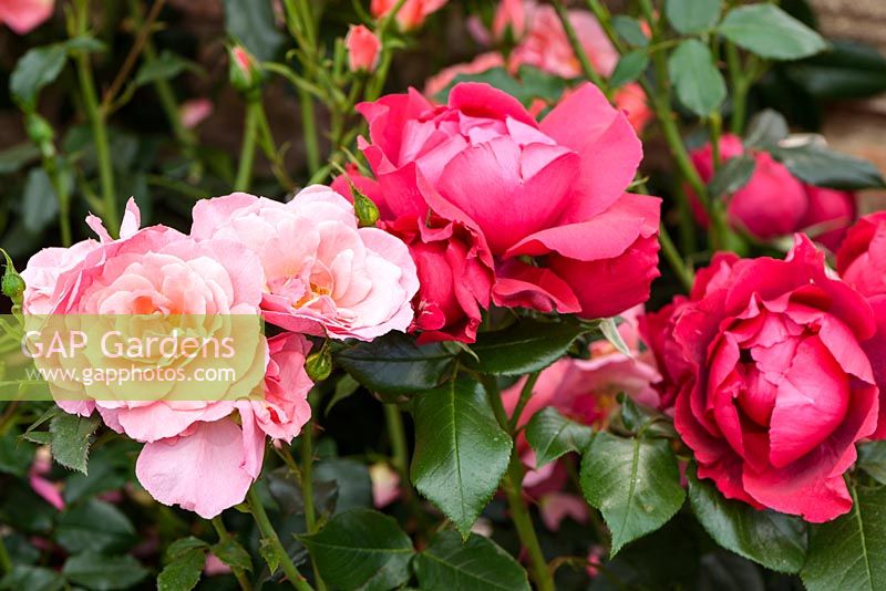 Rosa 'Margaret Greville' and Rosa 'Papworth's Pride', New for 2017, Peter Beales