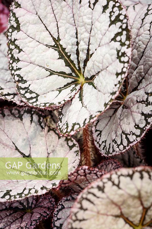 Begonia 'Silver Lace' - RHS Malvern Spring Festival 2017 - Dibleys