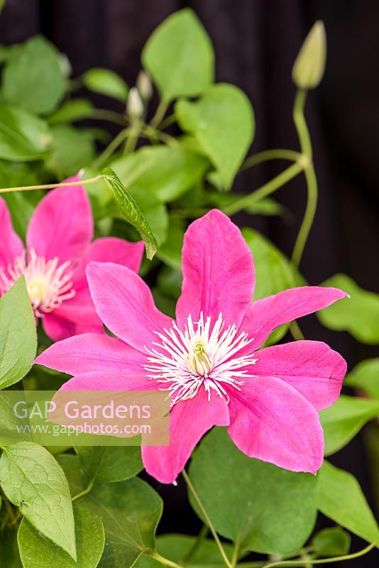 Clematis 'Acropolis'. Floyds Climbers and Clematis - RHS Malvern Spring Festival 2017
