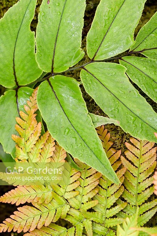 Cyrtomium macrophyllum var. tukusicola and Dryopteris erythrosora - RHS Malvern Spring Festival 2017