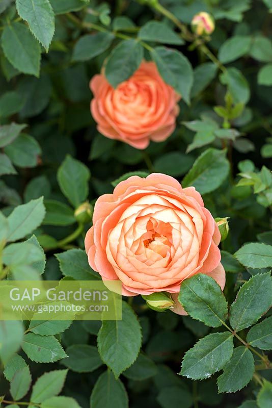 Rosa 'Lady Emma Hamilton'. English Rose - David Austin Roses