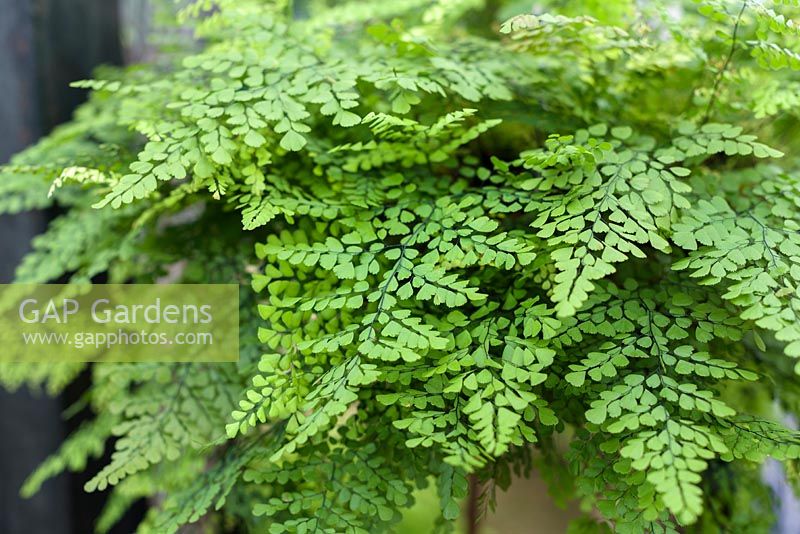 Adiantum venustum