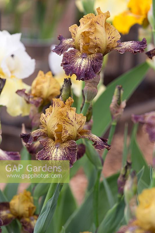 Iris 'Petit Tigre', Cayeux 2007