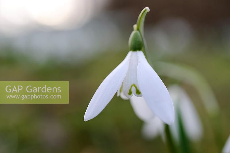 Galanthus nivalis 'Anglesey Abbey'
