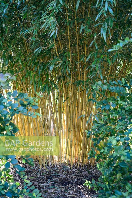 Phyllostachys vivax 'Aureocaulis'