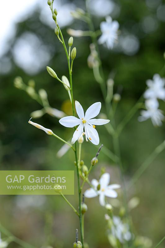 Anthericum ramosum