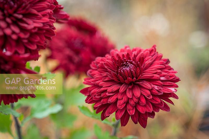 Chrysanthemum 'Ruby Mound'