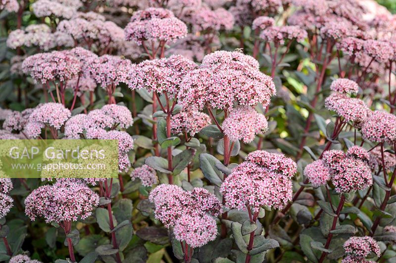 Sedum 'Matrona'