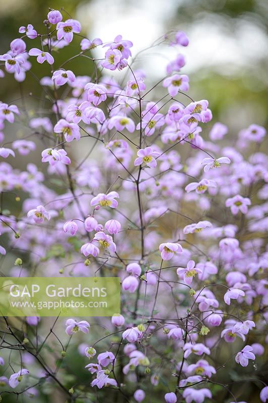 Thalictrum 'Splendide'