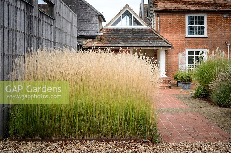 Calamagrostis acutiflora 'Karl Foerster'