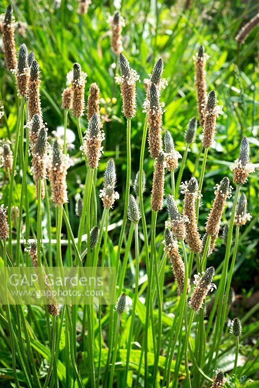 Plantago lanceolata, Ribwort Plantain