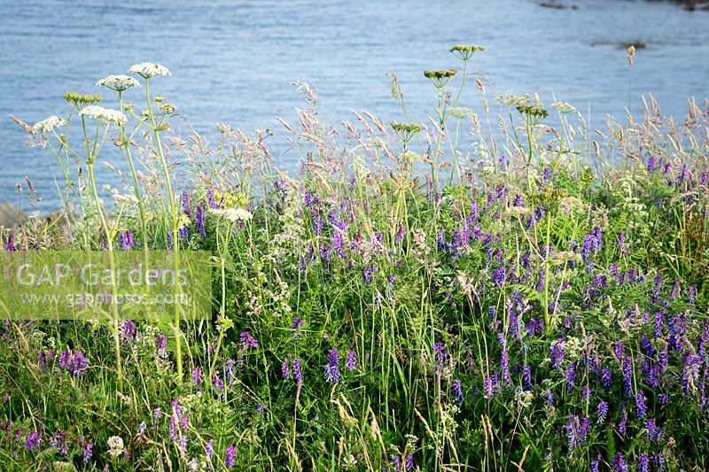 Hogweed and Tufted vetch growing on cliffs above the sea