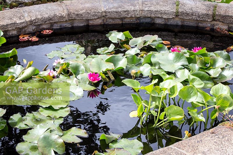 Hampton Court Flower Show, 2017. The Pazo's Secret Garden, des. Rose McMonigall. Lush lily pads in small pond
