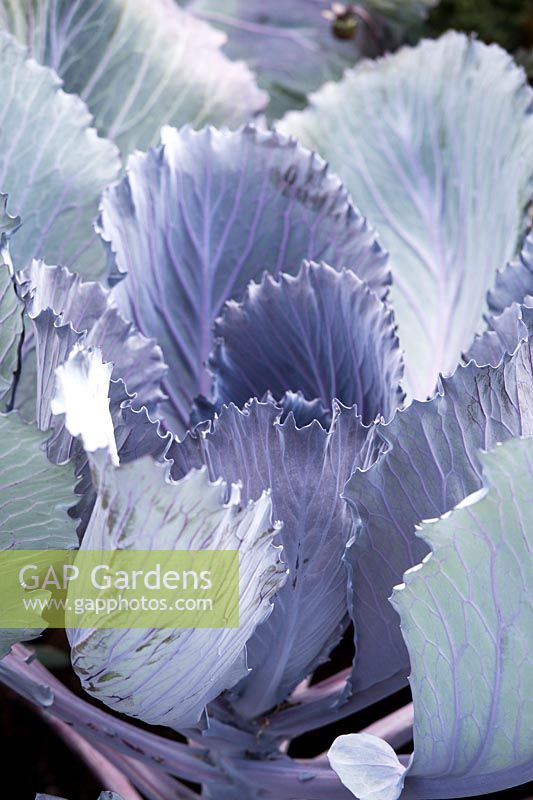 Cabbage 'Red Drumhead'