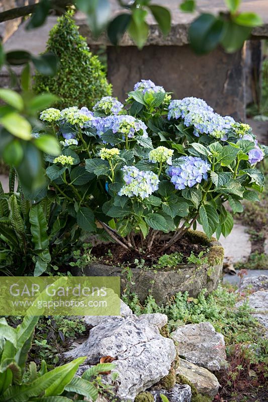 Hampton Court Flower Show, 2017. The Pazo's Secret Garden, des. Rose McMonigall. Potted blue Hydrangea in shady garden.