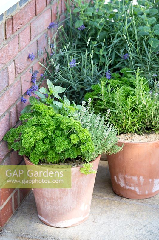 Hampton Court Flower Show, 2017. Herbs in containers.