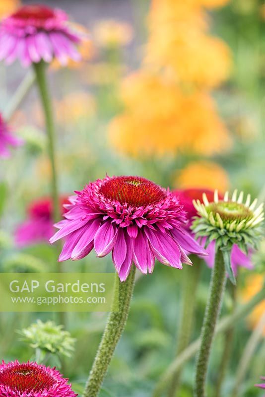 Echinacea purpurea 'Catharina red' -  Coneflowers - July - Surrey