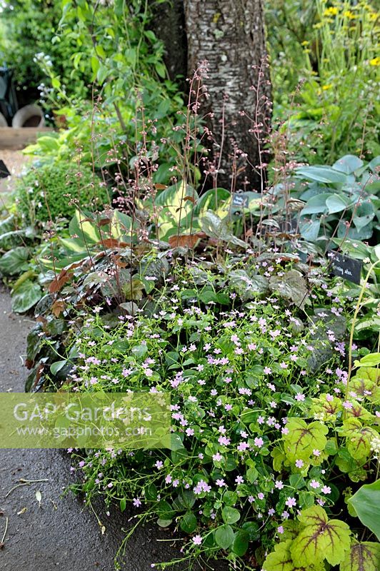 Claytonia sibirica with Heuchera and Hosta - Jardin de Maggy, Centre-Val de Loire, France