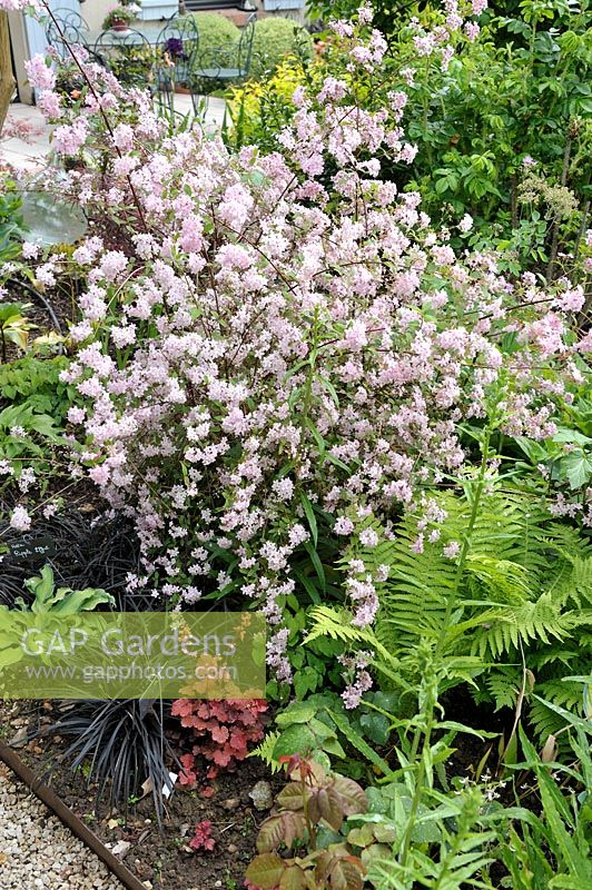 Deutzia x elegantissima 'Rosealind' with Ophiopogon planiscapus 'Nigrescens' and Fern - Jardin de Maggy, Centre-Val de Loire, France